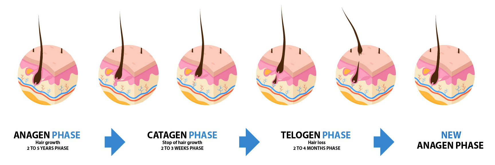 Фази росту волосся: Анаген, Катаген, Телоген