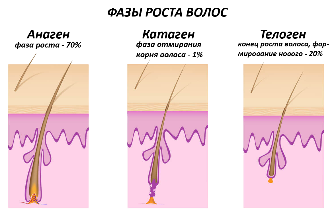 Фази росту волосся